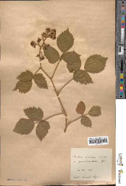 spécimen de Rubus rivularis