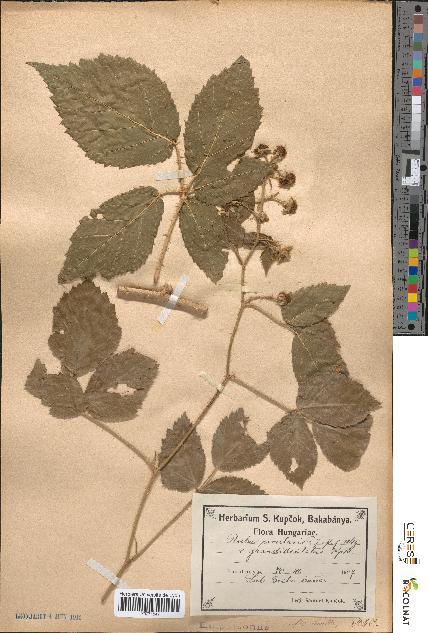 spécimen de Rubus rivularis