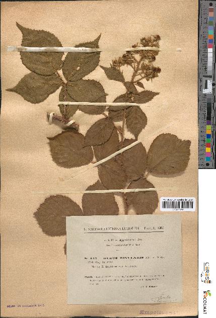 spécimen de Rubus rivularis