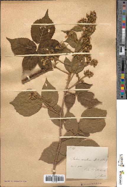 spécimen de Rubus rivularis