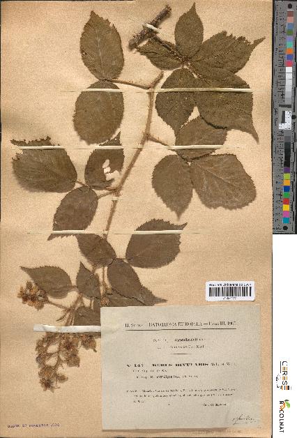 spécimen de Rubus rivularis