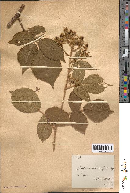 spécimen de Rubus rivularis