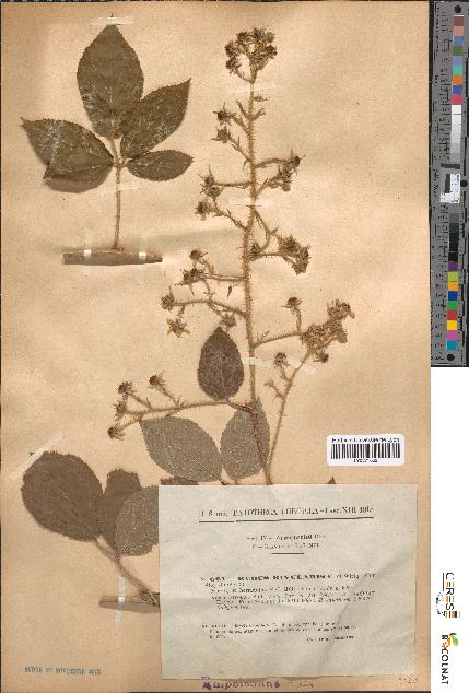 spécimen de Rubus rivularis