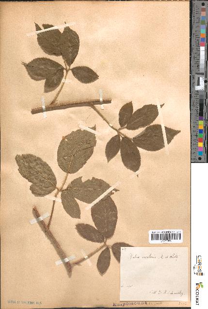 spécimen de Rubus rivularis