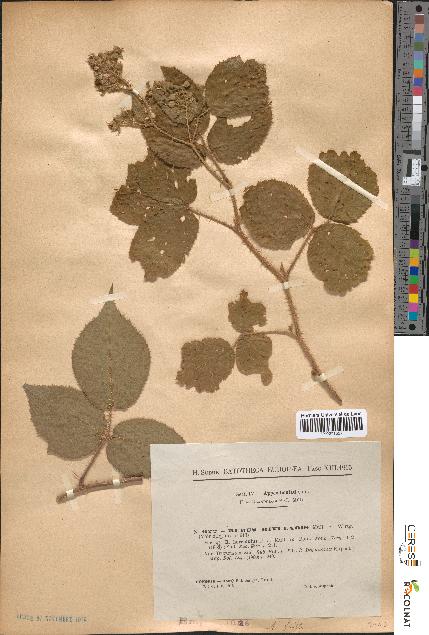 spécimen de Rubus rivularis