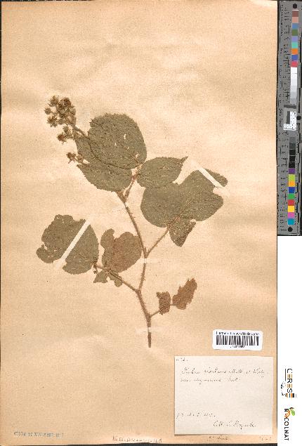 spécimen de Rubus rivularis