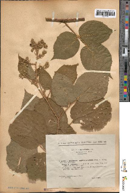 spécimen de Rubus rivularis