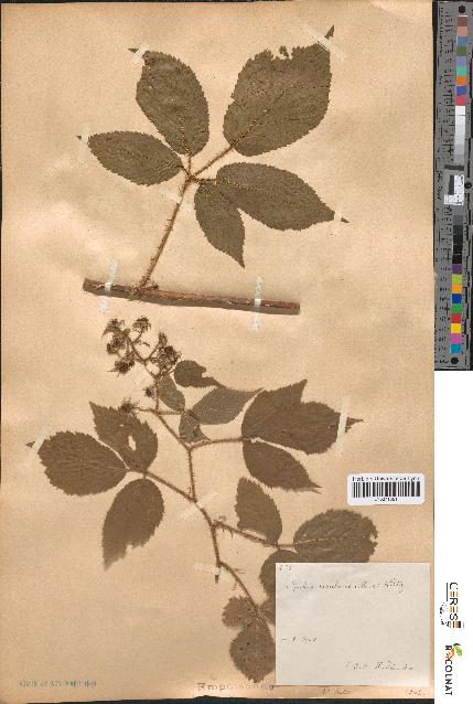 spécimen de Rubus rivularis