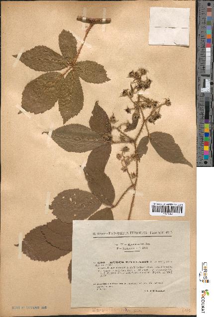 spécimen de Rubus rivularis