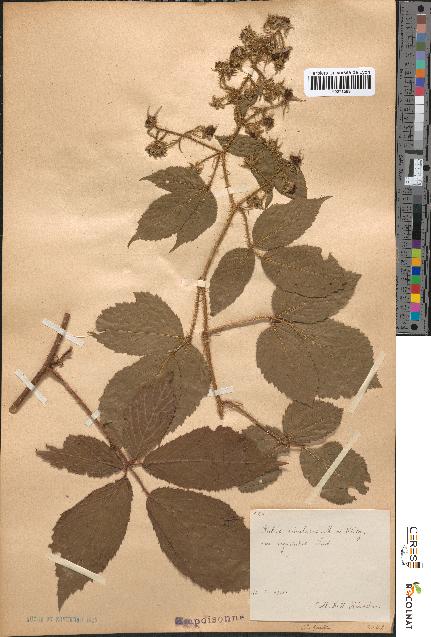 spécimen de Rubus rivularis