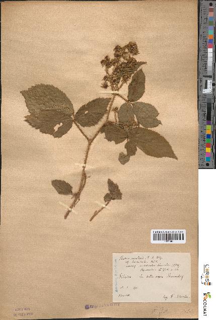 spécimen de Rubus rivularis