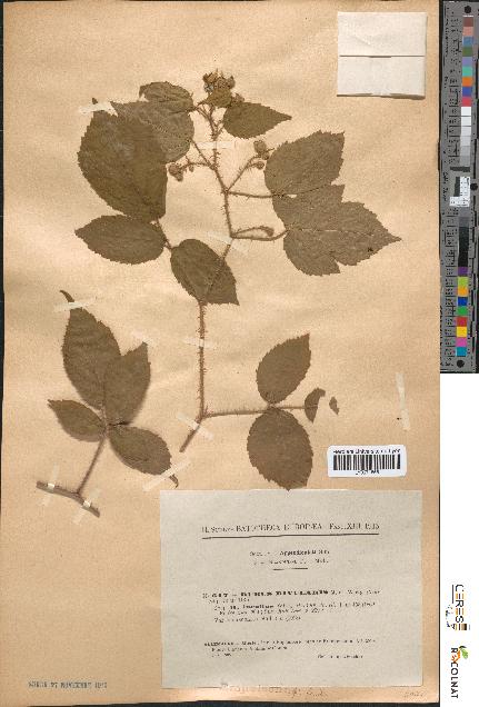 spécimen de Rubus rivularis