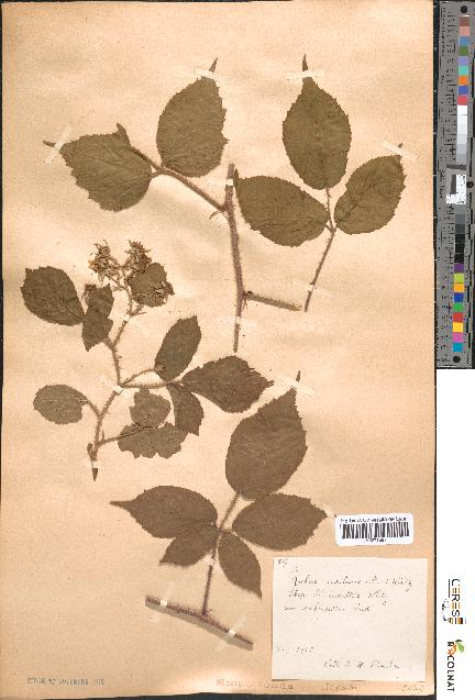 spécimen de Rubus rivularis