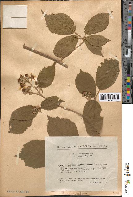 spécimen de Rubus rivularis