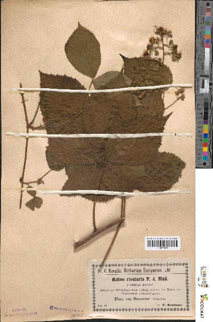 spécimen de Rubus rivularis