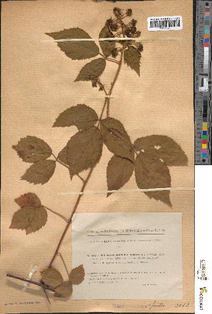 spécimen de Rubus rivularis