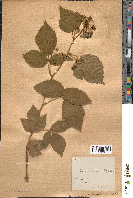 spécimen de Rubus rivularis