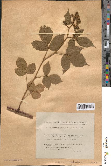 spécimen de Rubus rivularis