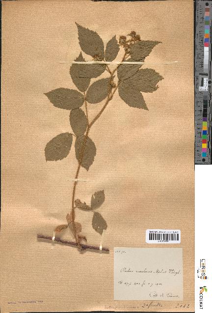 spécimen de Rubus rivularis