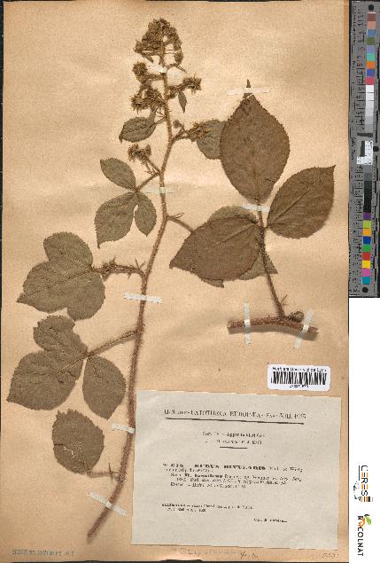 spécimen de Rubus rivularis