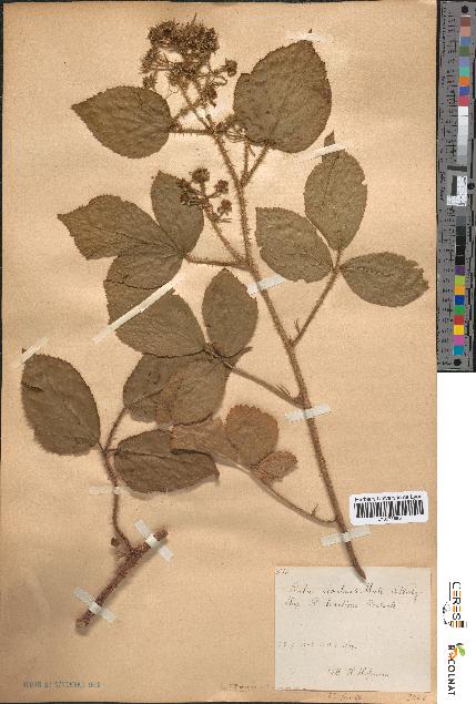 spécimen de Rubus rivularis