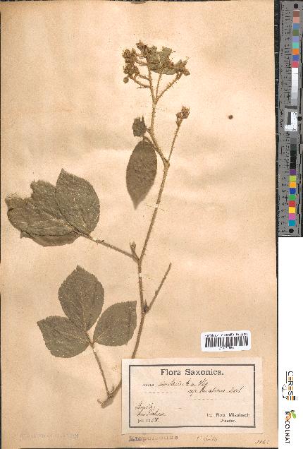 spécimen de Rubus rivularis