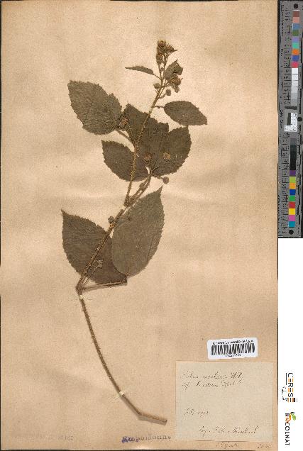 spécimen de Rubus rivularis