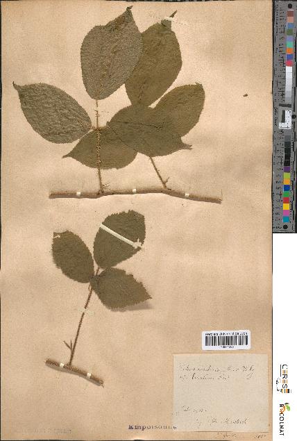 spécimen de Rubus rivularis