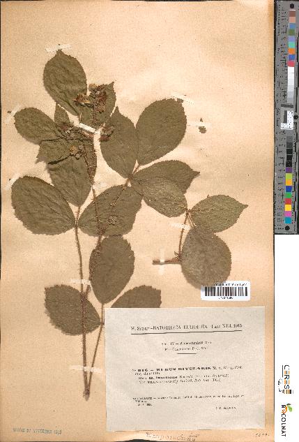 spécimen de Rubus rivularis