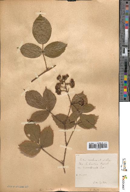 spécimen de Rubus rivularis