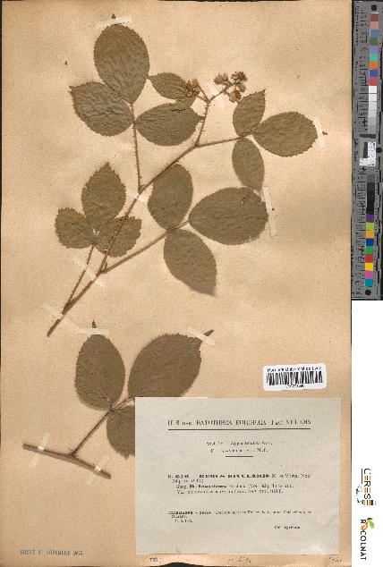 spécimen de Rubus rivularis