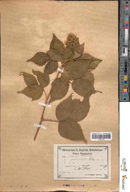 spécimen de Rubus rivularis