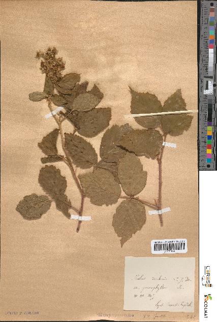 spécimen de Rubus rivularis