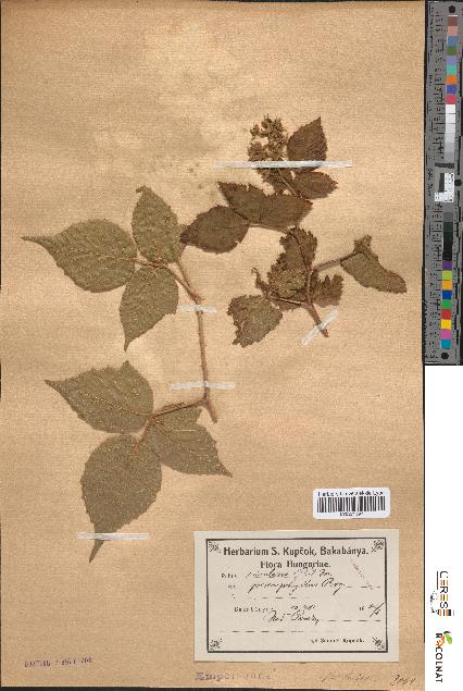 spécimen de Rubus rivularis