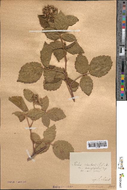 spécimen de Rubus rivularis