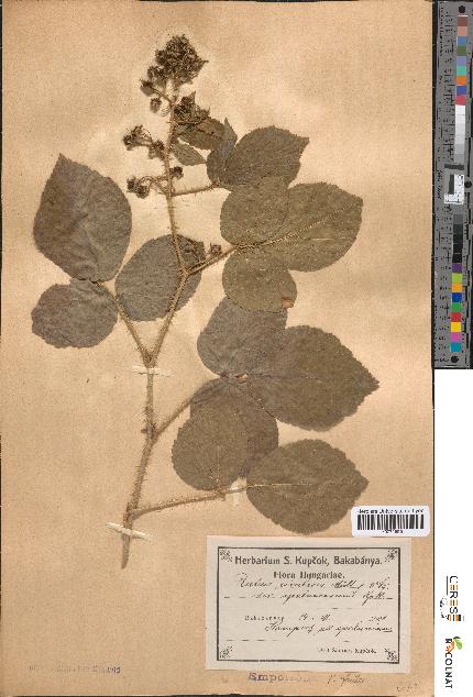 spécimen de Rubus rivularis