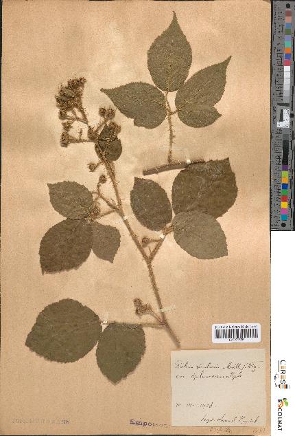 spécimen de Rubus rivularis