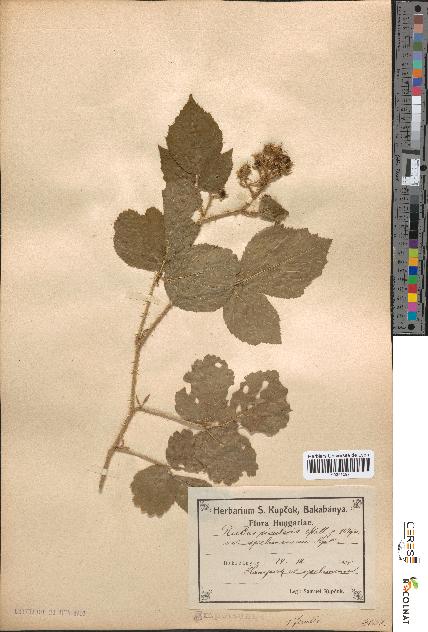 spécimen de Rubus rivularis