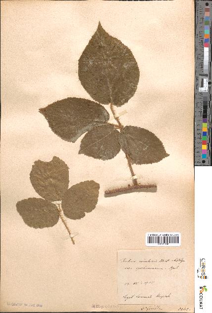 spécimen de Rubus rivularis