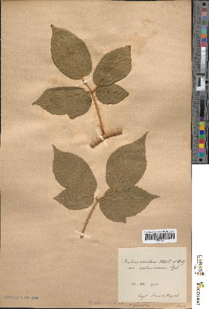 spécimen de Rubus rivularis