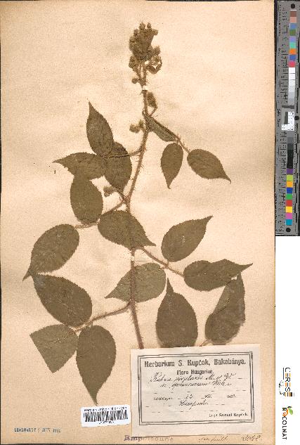 spécimen de Rubus rivularis