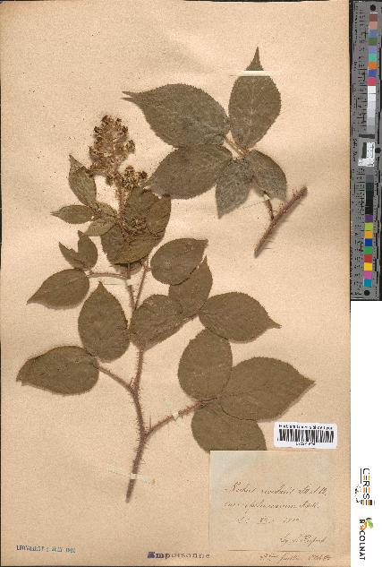 spécimen de Rubus rivularis