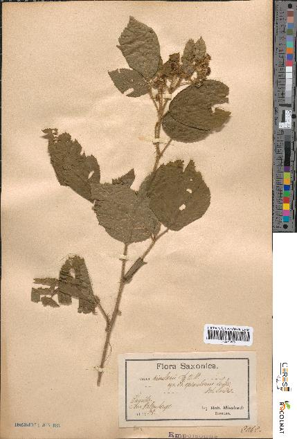 spécimen de Rubus rivularis