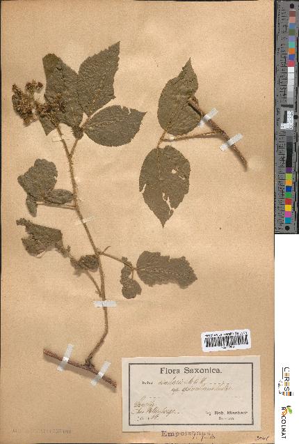 spécimen de Rubus rivularis