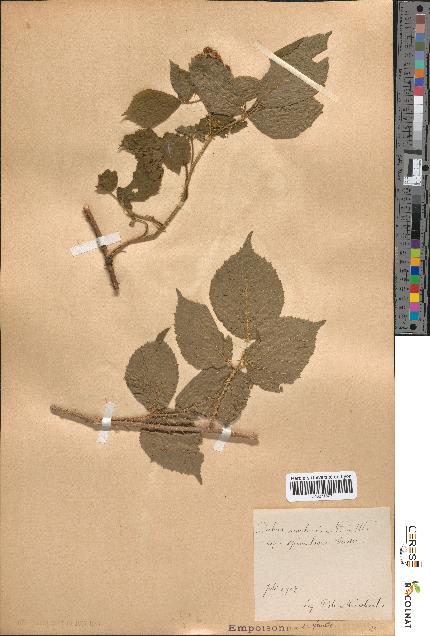 spécimen de Rubus rivularis