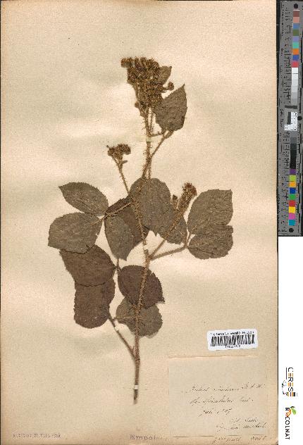 spécimen de Rubus rivularis