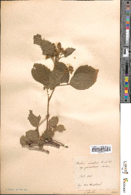 spécimen de Rubus rivularis