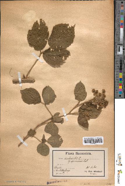 spécimen de Rubus rivularis