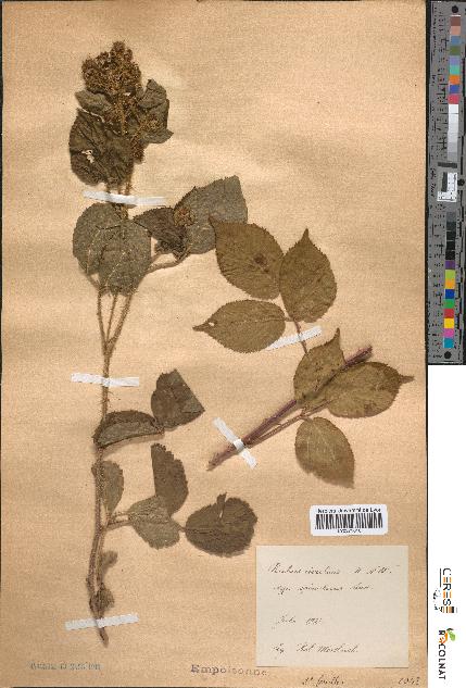 spécimen de Rubus rivularis