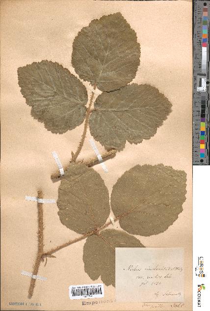 spécimen de Rubus rivularis